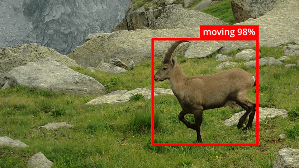 ScienceSandwich : IA et piège photo : comment reconnaître la faune et son comportement ?