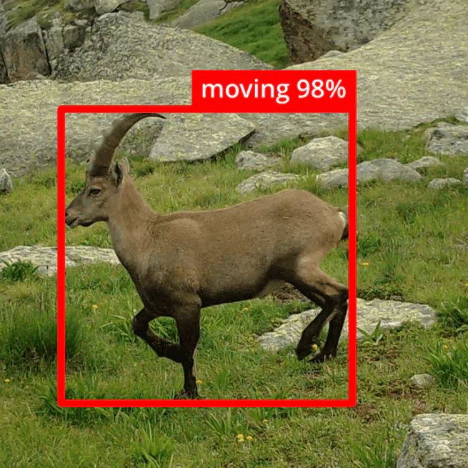 ScienceSandwich : IA et piège photo : comment reconnaître la faune et son comportement ?