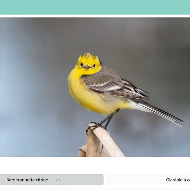 SpeciesGuessr
