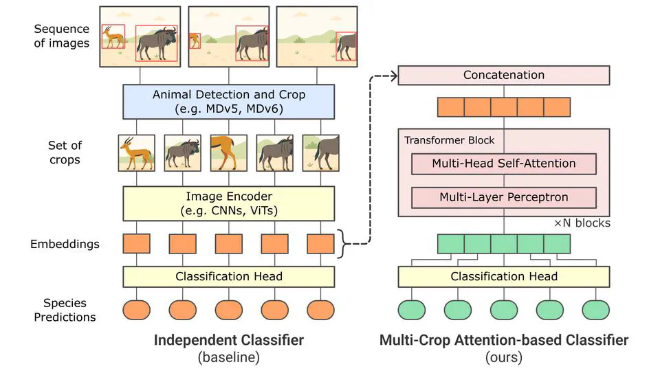 Paying Attention to Other Animal Detections Improves Camera Trap Classification Models