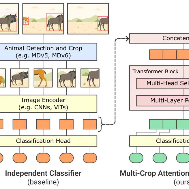 Paying Attention to Other Animal Detections Improves Camera Trap Classification Models